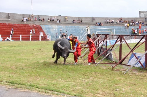 'Nảy lửa' chọi trâu Đồ Sơn 2013 ảnh 8